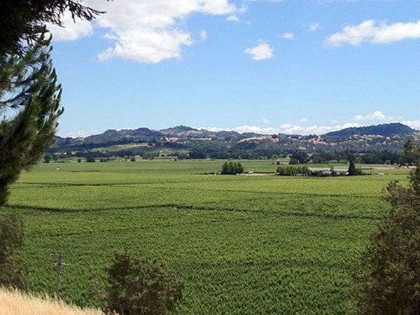 Vineyards and rolling hills in Sonoma wine country