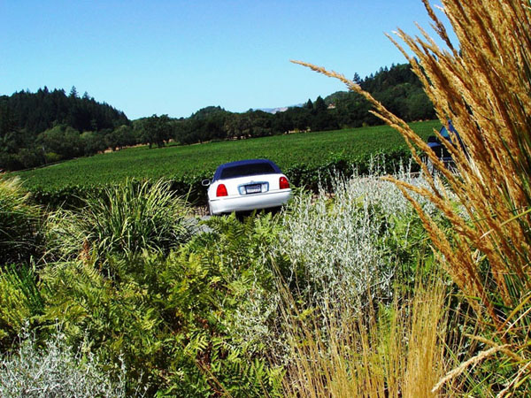 Healdsburg Wine Tours vehicle parked among the vineyards