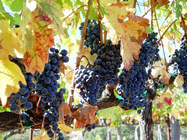 Clusters of ripe wine grapes hanging beneath autumn leaves