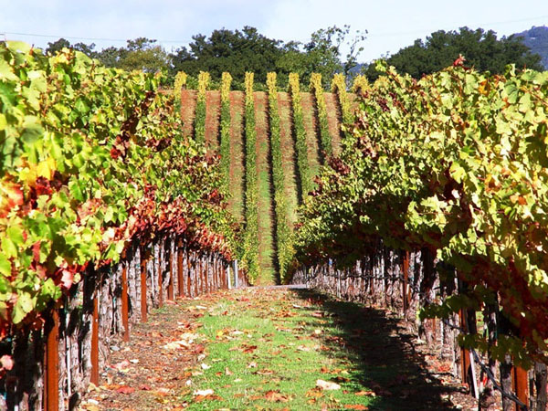 wine tours healdsburg